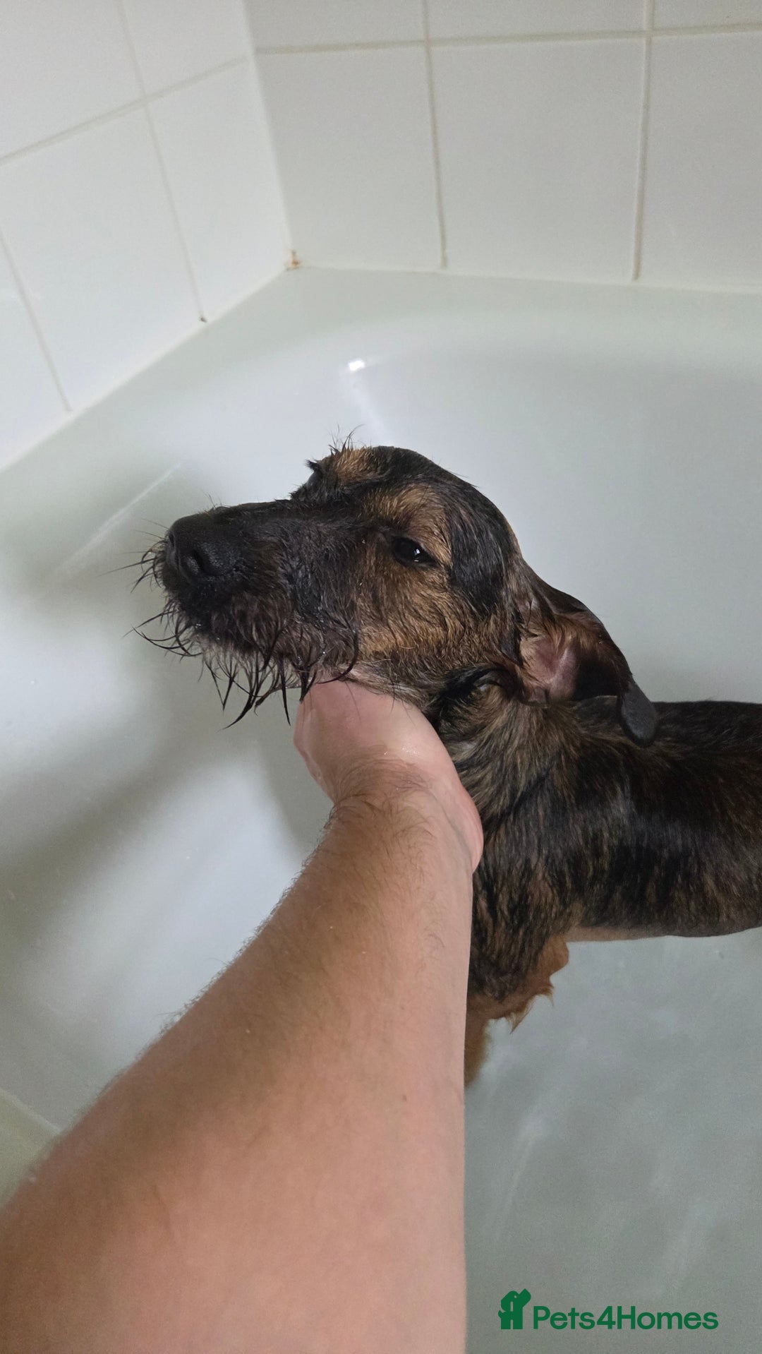 Mixed Breed dogs for sale: 9 Month Old Wired Dachshund x Jack Russell  - Advert 8