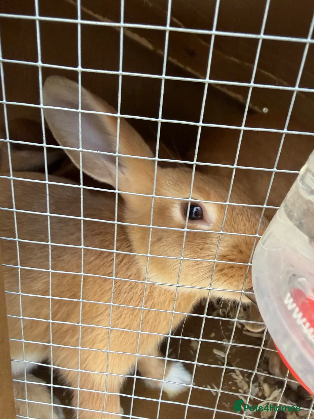 Dwarf Lop rabbits for sale: Bunnies for sale  in Oxford - Advert 9
