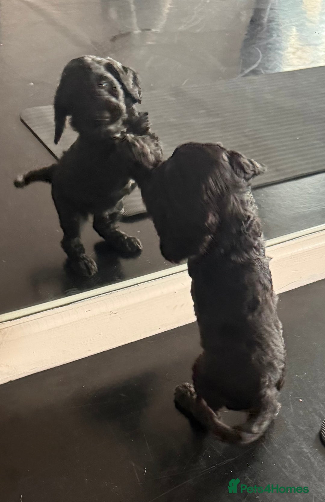 Sproodle dogs for sale: Stunning Sproodles  - Advert 17