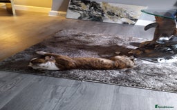 Mixed Breed dogs for sale: Older English bulldog cross staffy - Image 2