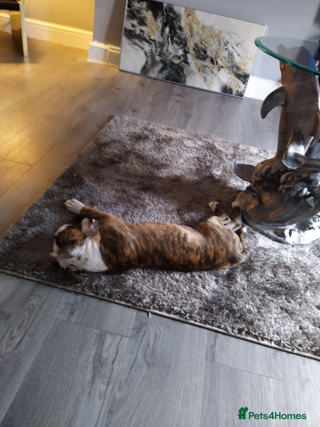 Mixed Breed dogs for sale: Older English bulldog cross staffy - Image 2
