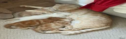 Scottish Fold cats for sale: Miss Scottish straight Ginger  - Advert 11