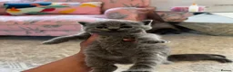 British Shorthair cats for sale: Outstanding British Shorthair kittens  - Advert 15