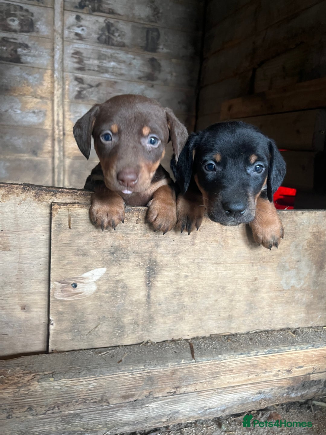 Mixed Breed dogs for sale: Dachshund crosss border collie - Image 2