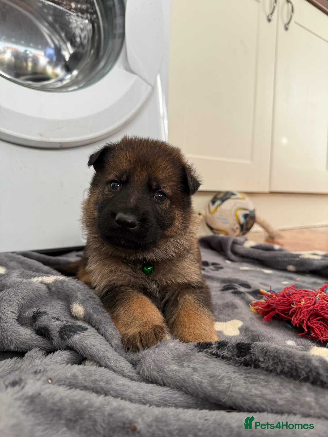 German Shepherd dogs for sale: KC Registered & Bred From Health Tested Parents  - Advert 17