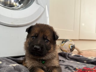 German Shepherd dogs Bred From Extensively Health Tested Parents - Advert 4