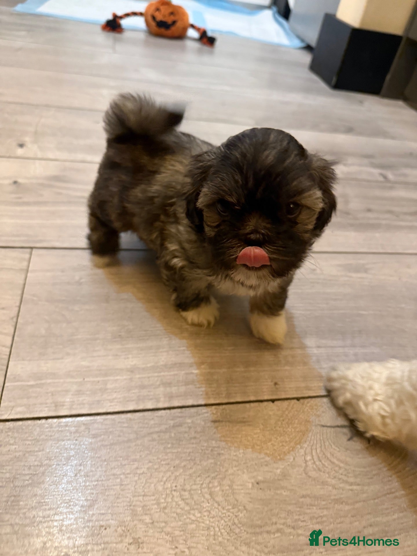 Lhasa Apso dogs for sale: *JUST 1 BEAUTIFUL GIRL LEFT* - Advert 1