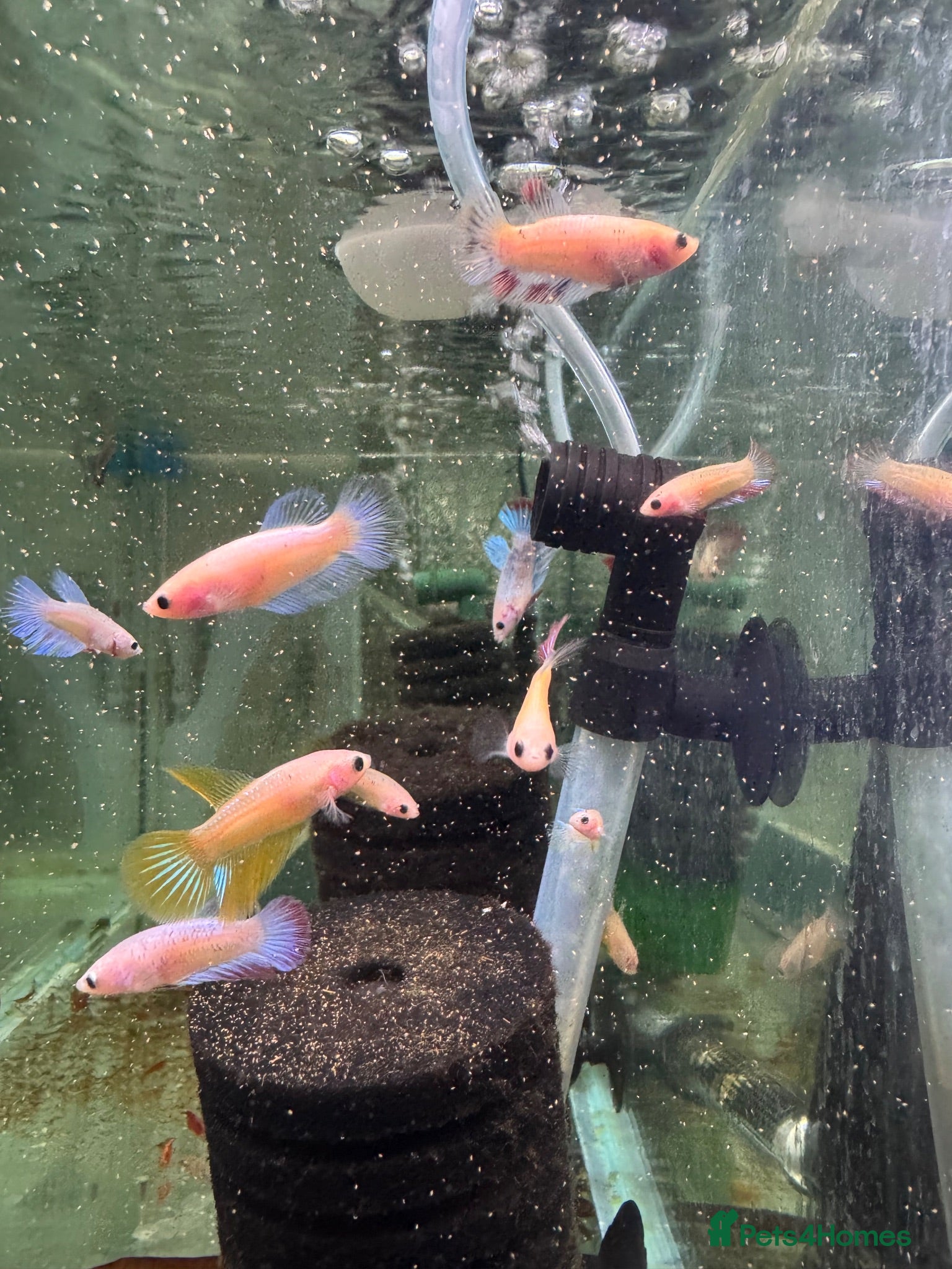 Plecos fish Male and female bettas And more community fish  - Advert 2