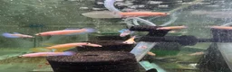 Plecos fish for sale: Male and female bettas And more community fish  - Advert 1