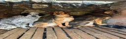 Mixed Breed dogs for adoption: Gentle | Sweet | Dog Loving | Foodie - Advert 5