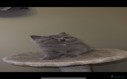 British Shorthair cats for sale: British shorthair kittens🩵 - Image 9