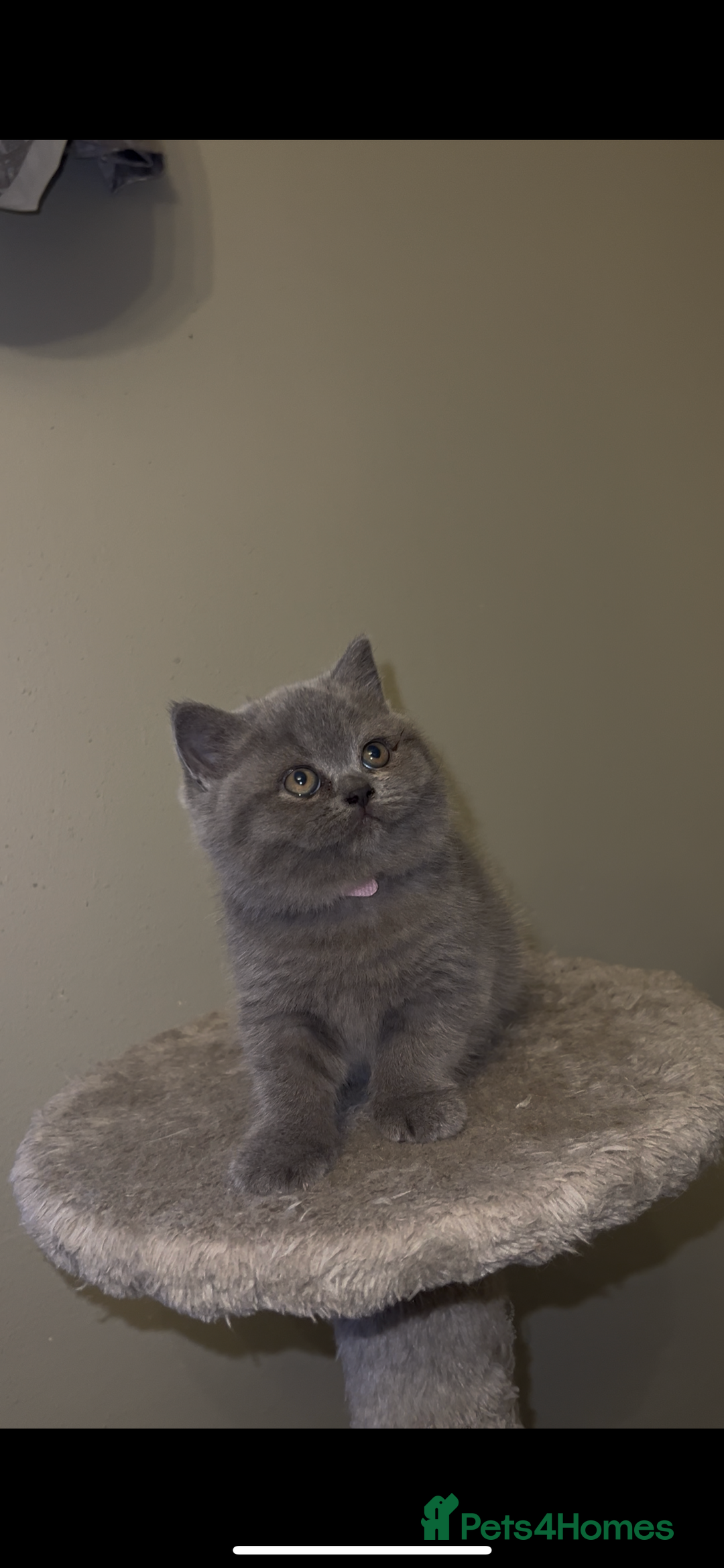 British Shorthair cats for sale: British shorthair kittens🩵 - Image 9