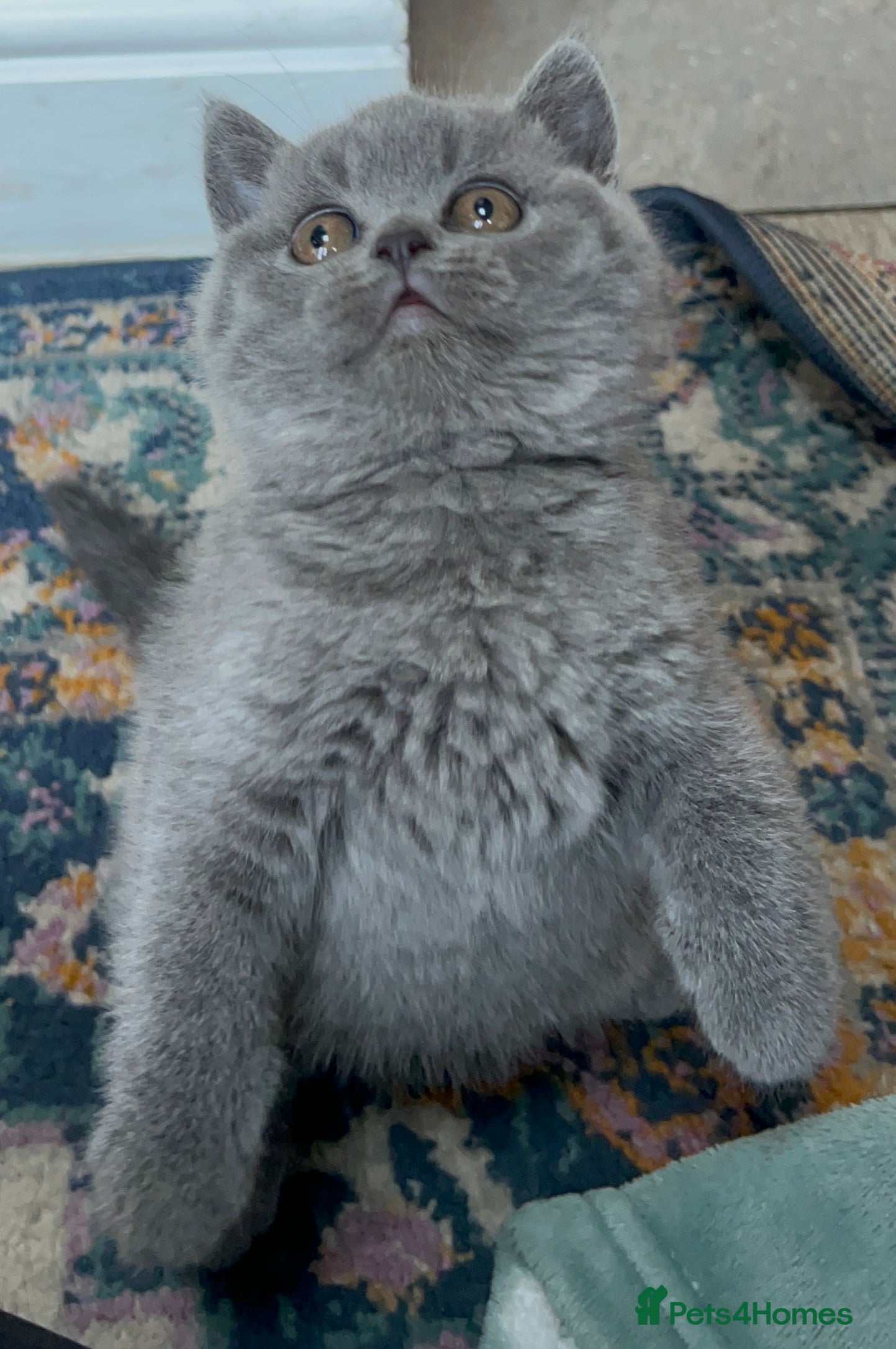 British Shorthair cats Beautiful British shorthair kittens  - Advert 11