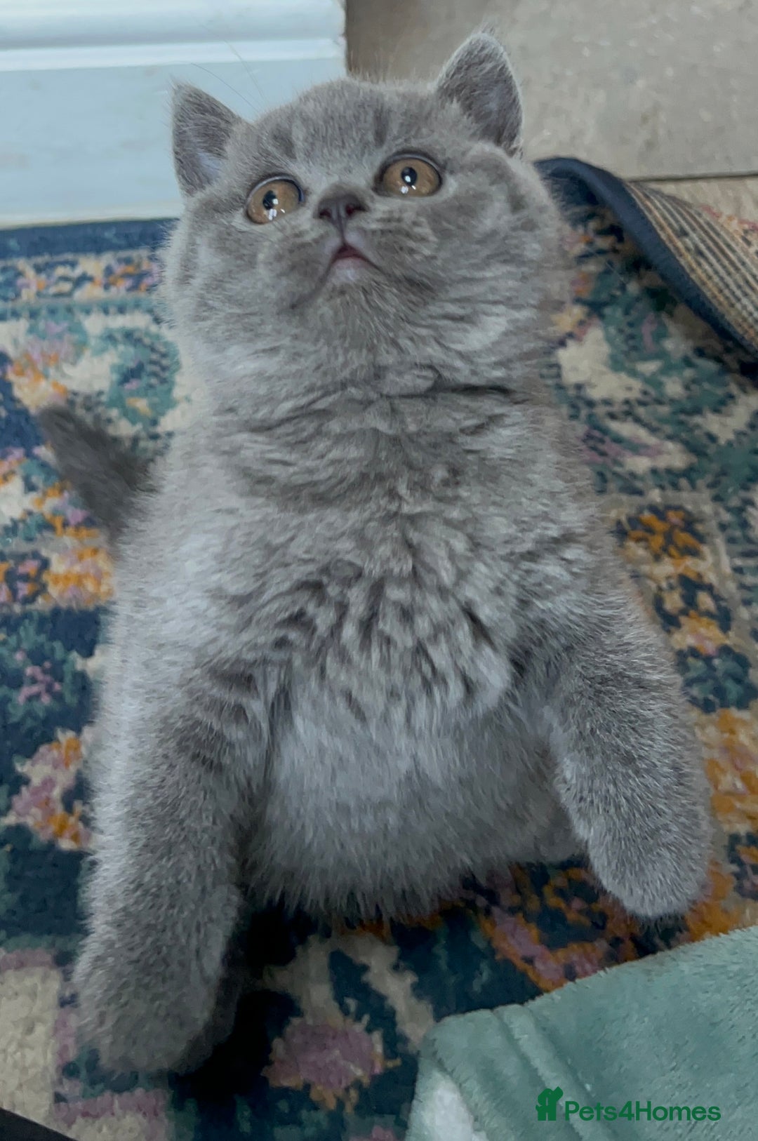 British Shorthair cats for sale: Beautiful British shorthair kittens  - Advert 11