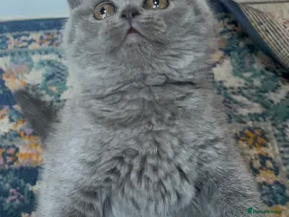 British Shorthair cats Beautiful British shorthair kittens - Advert 3