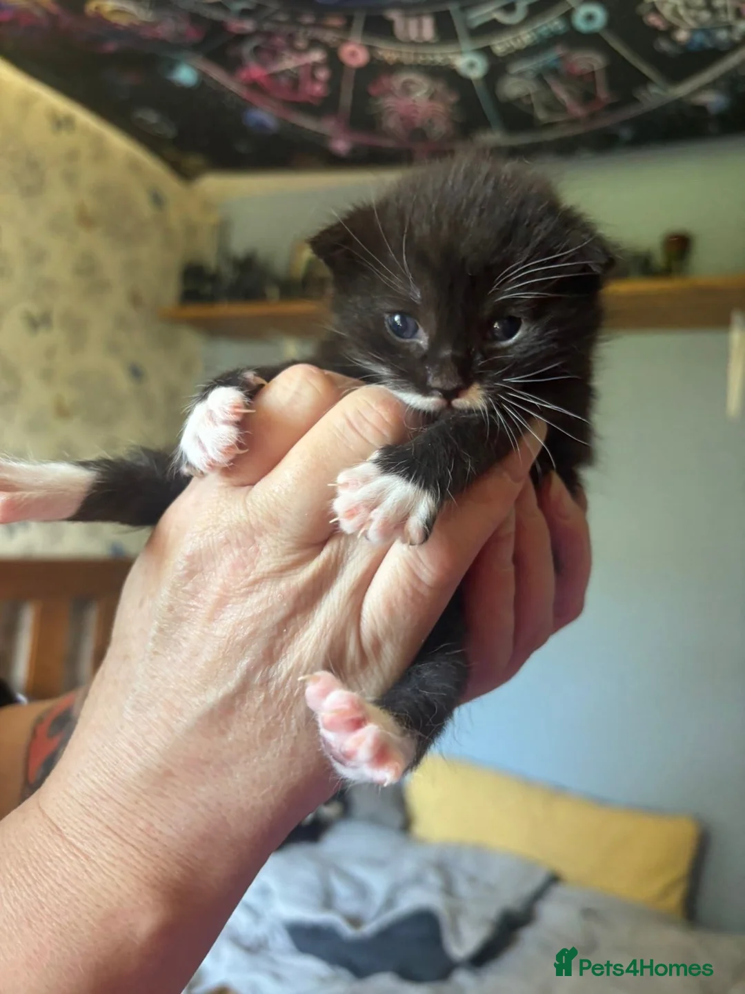 Domestic Shorthair cats for sale: 4 Beautiful kittens for sale in Glasgow - Advert 8