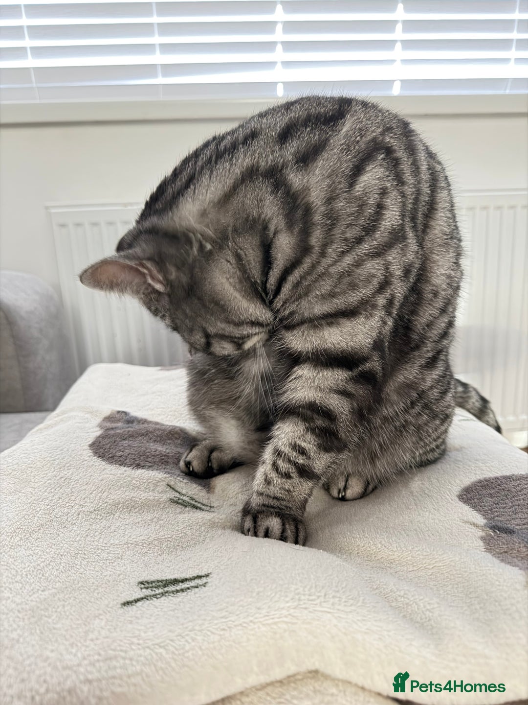 British Shorthair cats for sale: Sweet and Gentle Indoor Cat Seeking a Loving Home - Advert 5