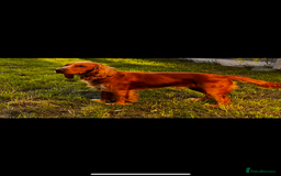 Cocker Spaniel dogs for stud: Proven Working Red Cocker Spaniel STUD - Advert 1