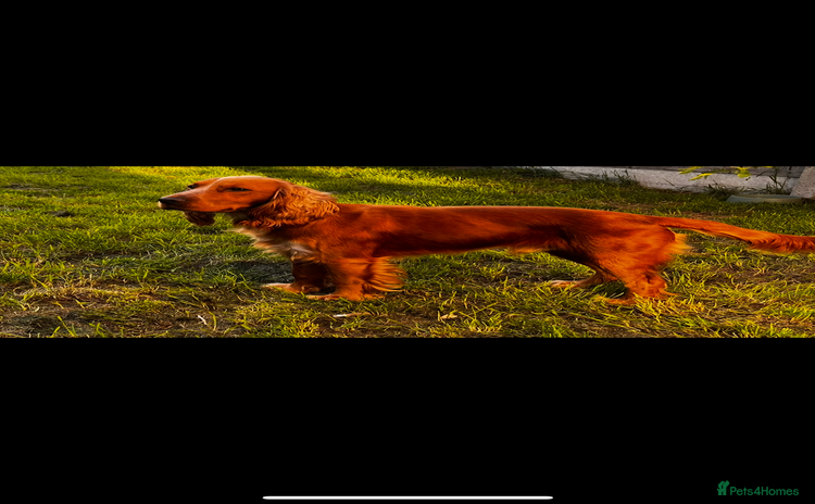 Cocker Spaniel dogs Proven Working Red Cocker Spaniel STUD - Advert 1