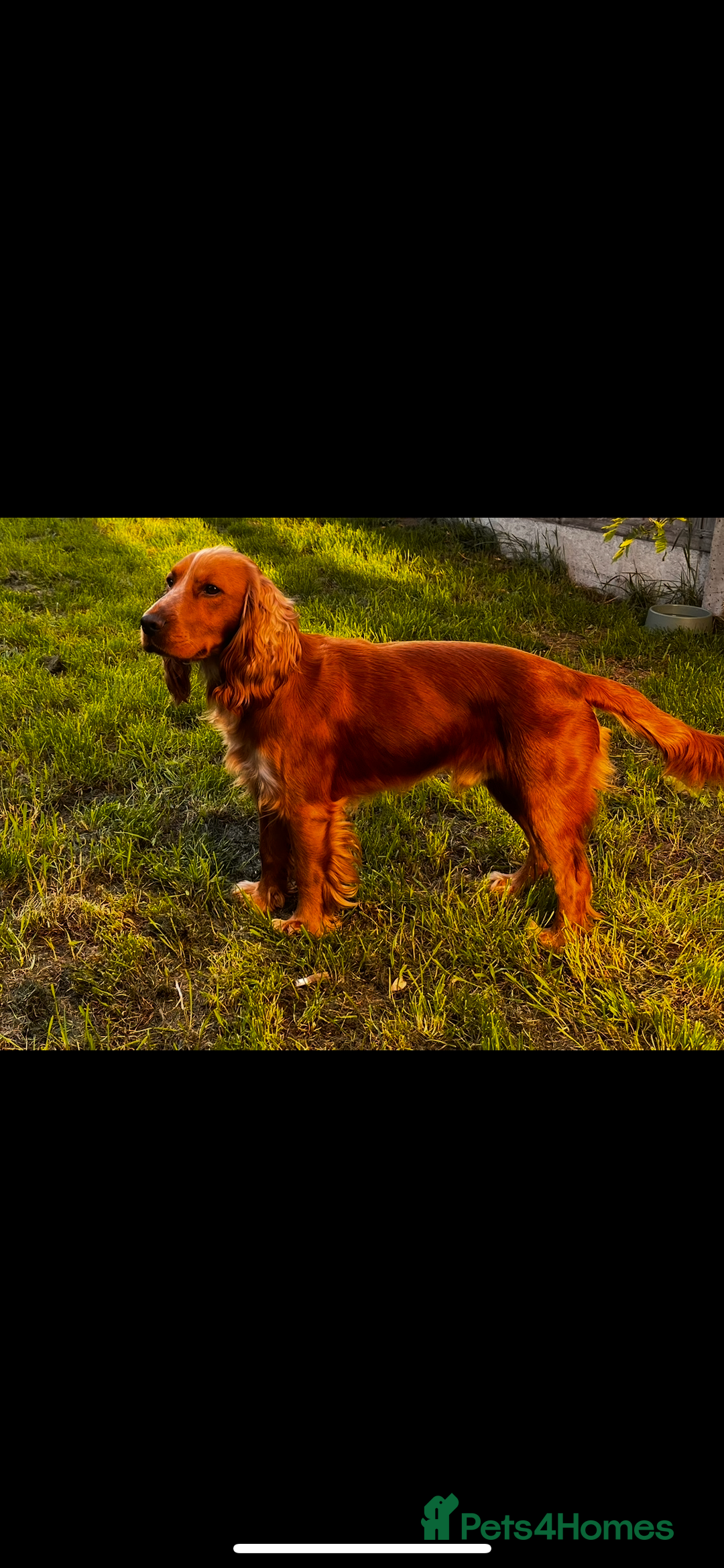 Cocker Spaniel dogs for stud: Proven Working Red Cocker Spaniel STUD - Advert 1