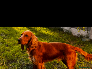 Cocker Spaniel dogs Proven Working Red Cocker Spaniel STUD - Advert 6