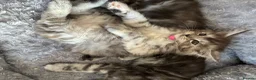 Maine Coon cats for sale: Maine coon kittens  - Advert 22