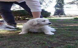 Golden Retriever dogs for sale: STUNNING GOLDEN RETRIEVER PUPPIES - Image 7