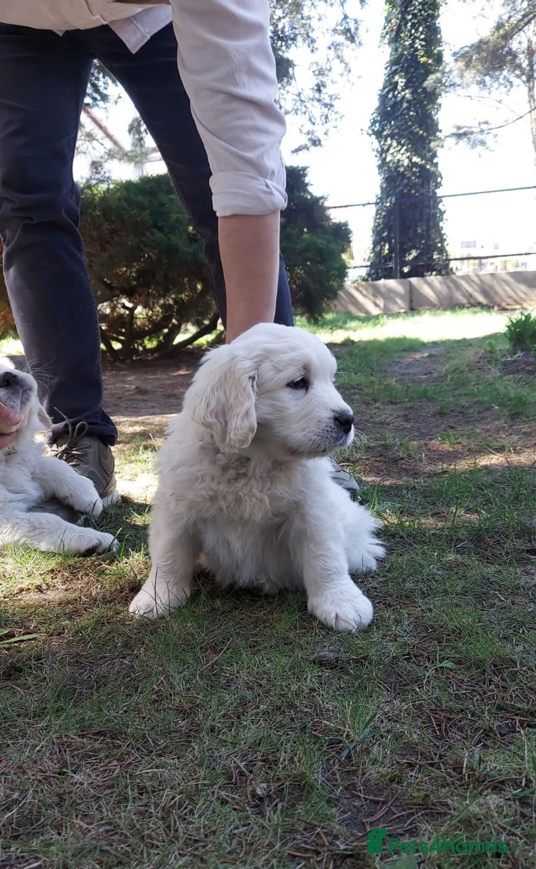 Golden Retriever dogs for sale: STUNNING GOLDEN RETRIEVER PUPPIES - Image 7