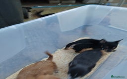 Chihuahua dogs for sale: 3 beautiful chihuahua puppies - Image 21