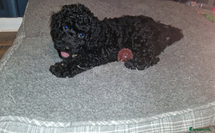 Maltipoo dogs in Derby - Advert 3