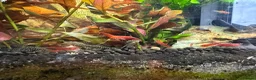 Shrimps fish for sale: Red cherry shrimp/ blue dream shrimp/ plecos - Advert 12