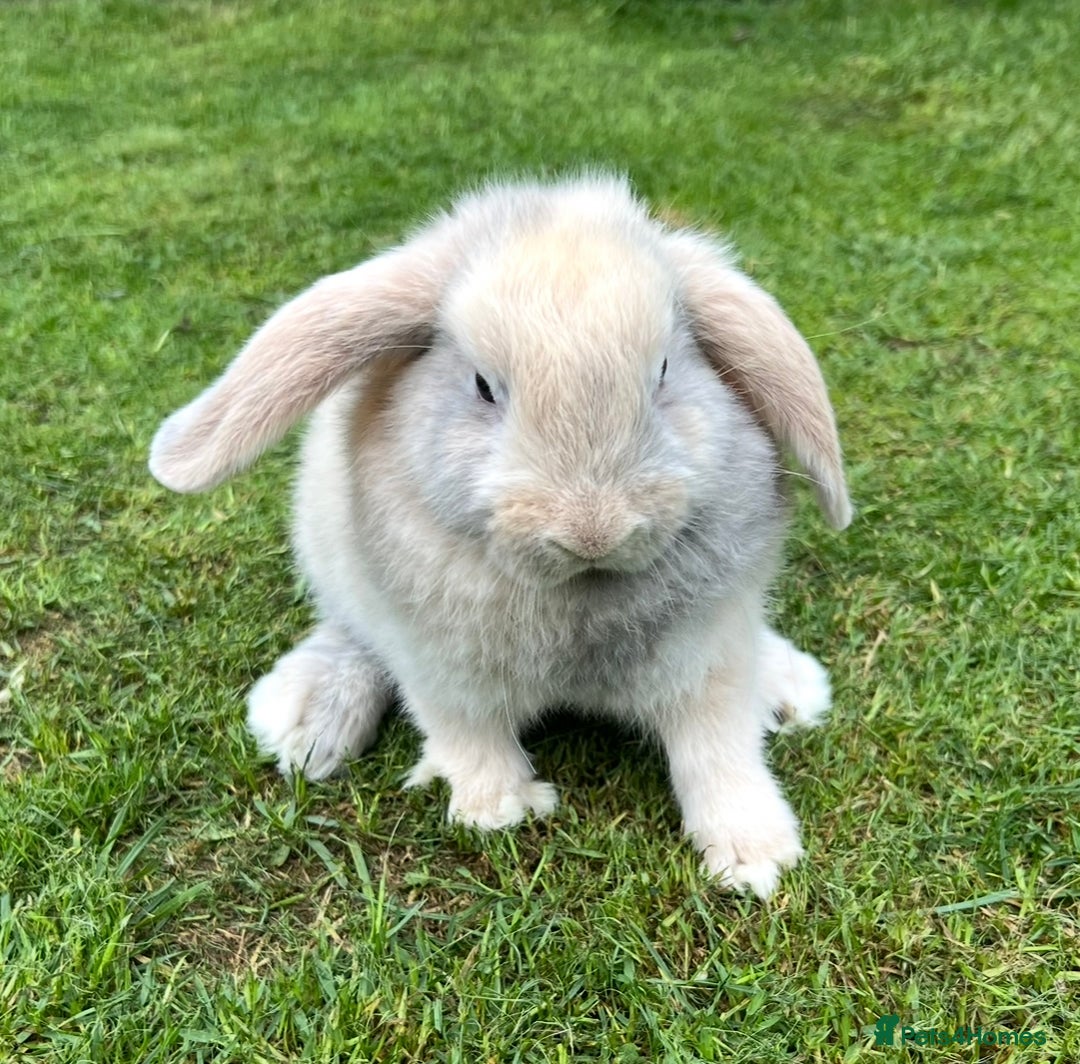 Mini Lop rabbits for sale: Mini Lops Ready now!!!!  in Coalville - Image 21