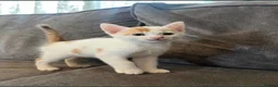 American Shorthair cats for sale: Ginger cat - Advert 3