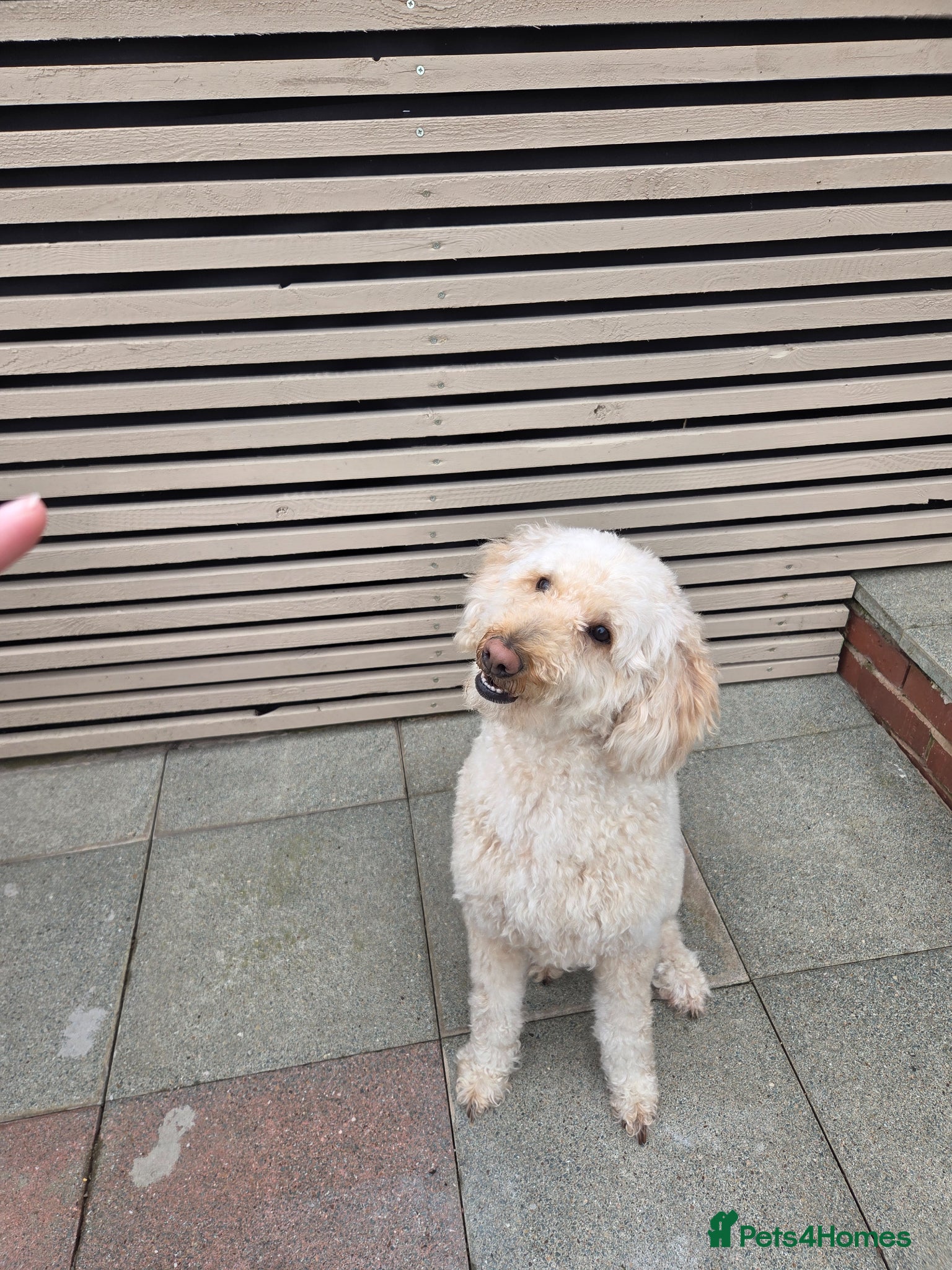 Labradoodle dogs MultiGen Labradoodle Puppies - Advert 5