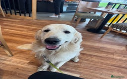 Golden Retriever dogs for sale: KC REG WHITE FULLY HEALTH TESTED PARENTS - Image 8