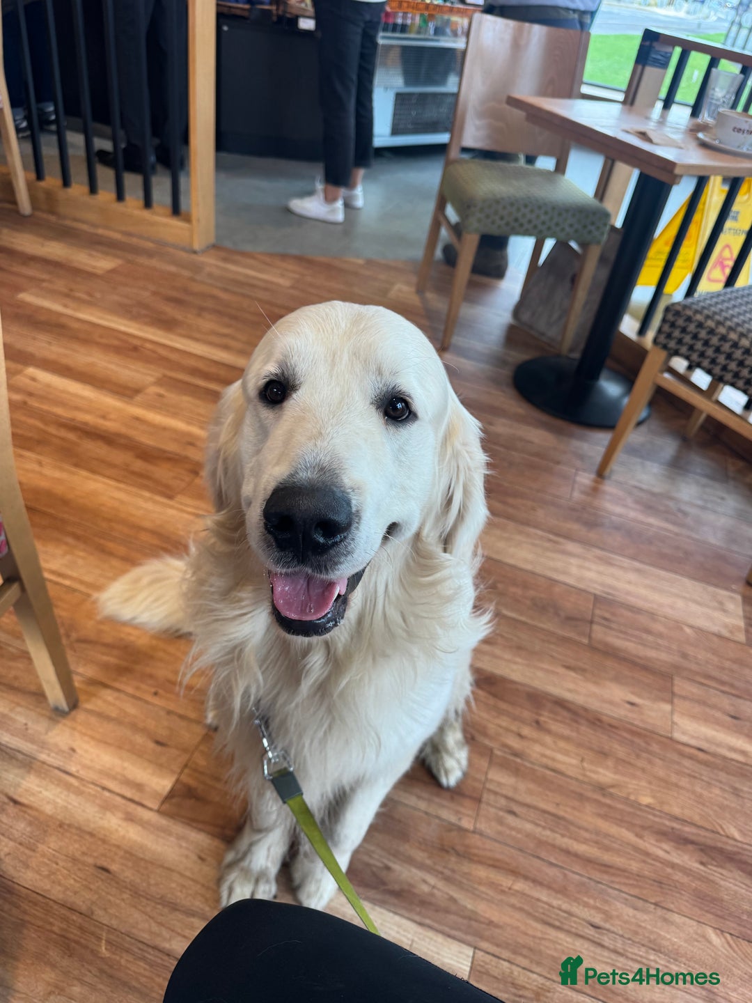 Golden Retriever dogs for sale: KC REG WHITE FULLY HEALTH TESTED PARENTS - Image 8