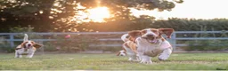Basset Hound dogs for sale: Bonnie, ZZ & Bella – Beautiful Basset Hound Girls  - Advert 2