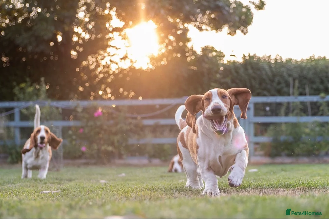 Basset Hound dogs for sale: Bonnie, ZZ & Bella – Beautiful Basset Hound Girls  - Advert 2