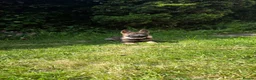 German Shepherd dogs for sale: Top pedigree Czech Line German Shepherd puppies  - Advert 5