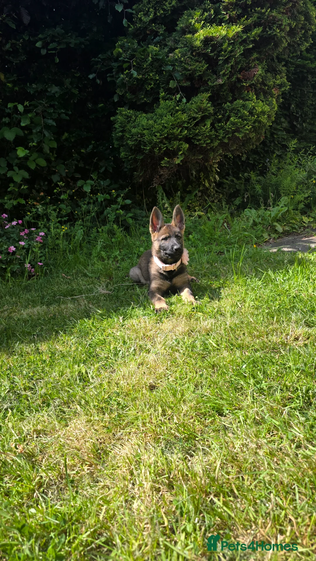German Shepherd dogs for sale: Top pedigree Czech Line German Shepherd puppies  - Advert 5