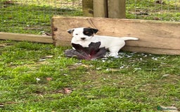 Jack Russell dogs for sale: 3 Lovely jack Russel girls - Image 13