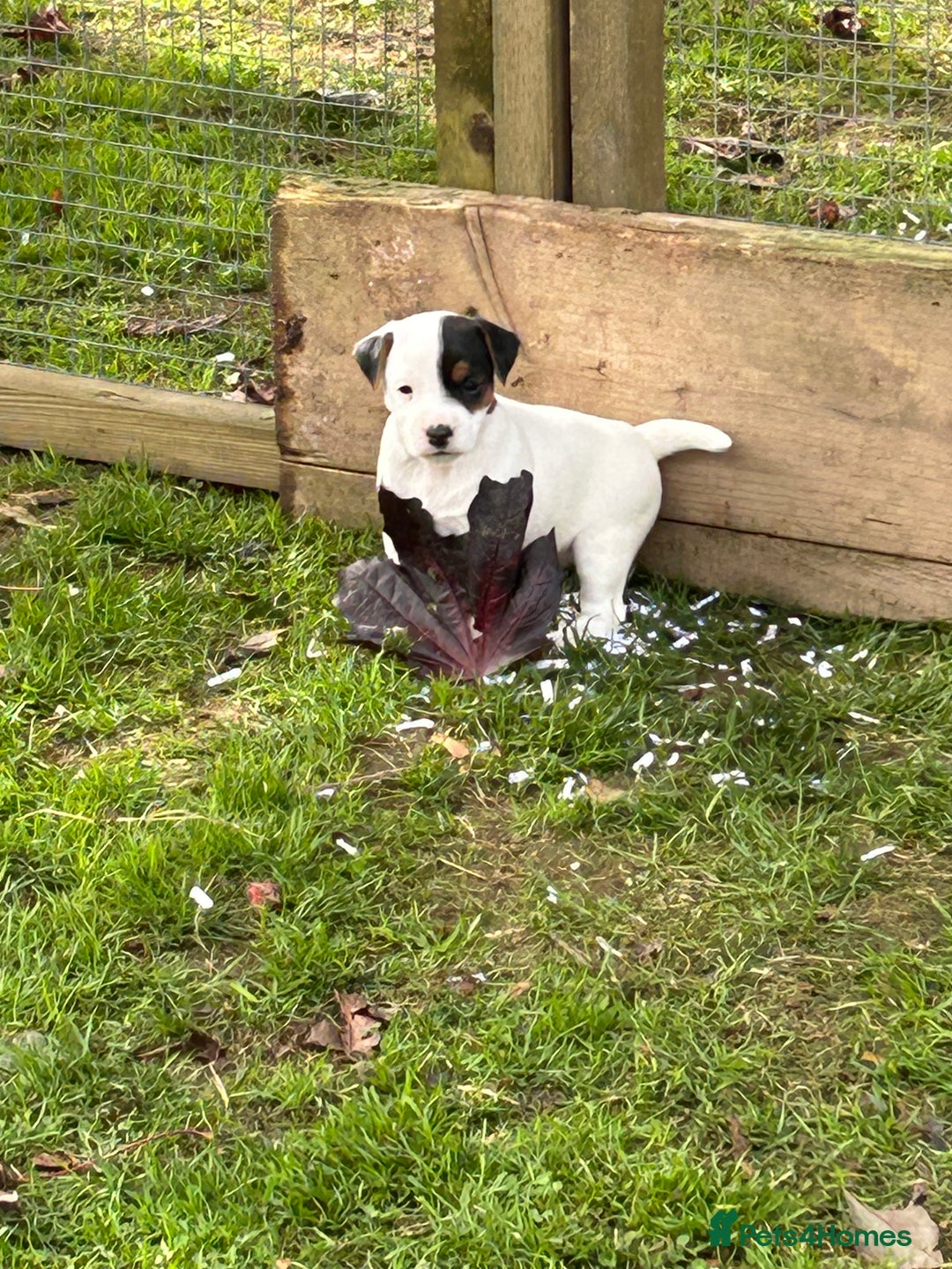 Jack Russell dogs for sale: 3 Lovely jack Russel girls - Image 13
