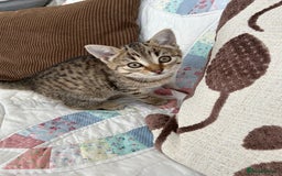 Mixed Breed cats for sale: 5 Gorgeous Tabby Kittens for sale. - Advert 8