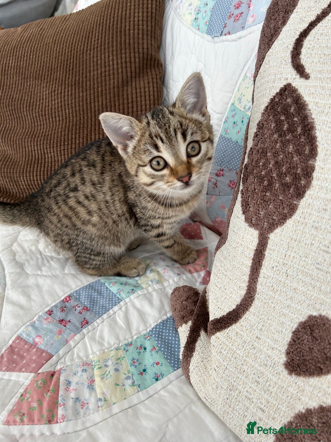 Mixed Breed cats for sale: 5 Gorgeous Tabby Kittens for sale. - Advert 8