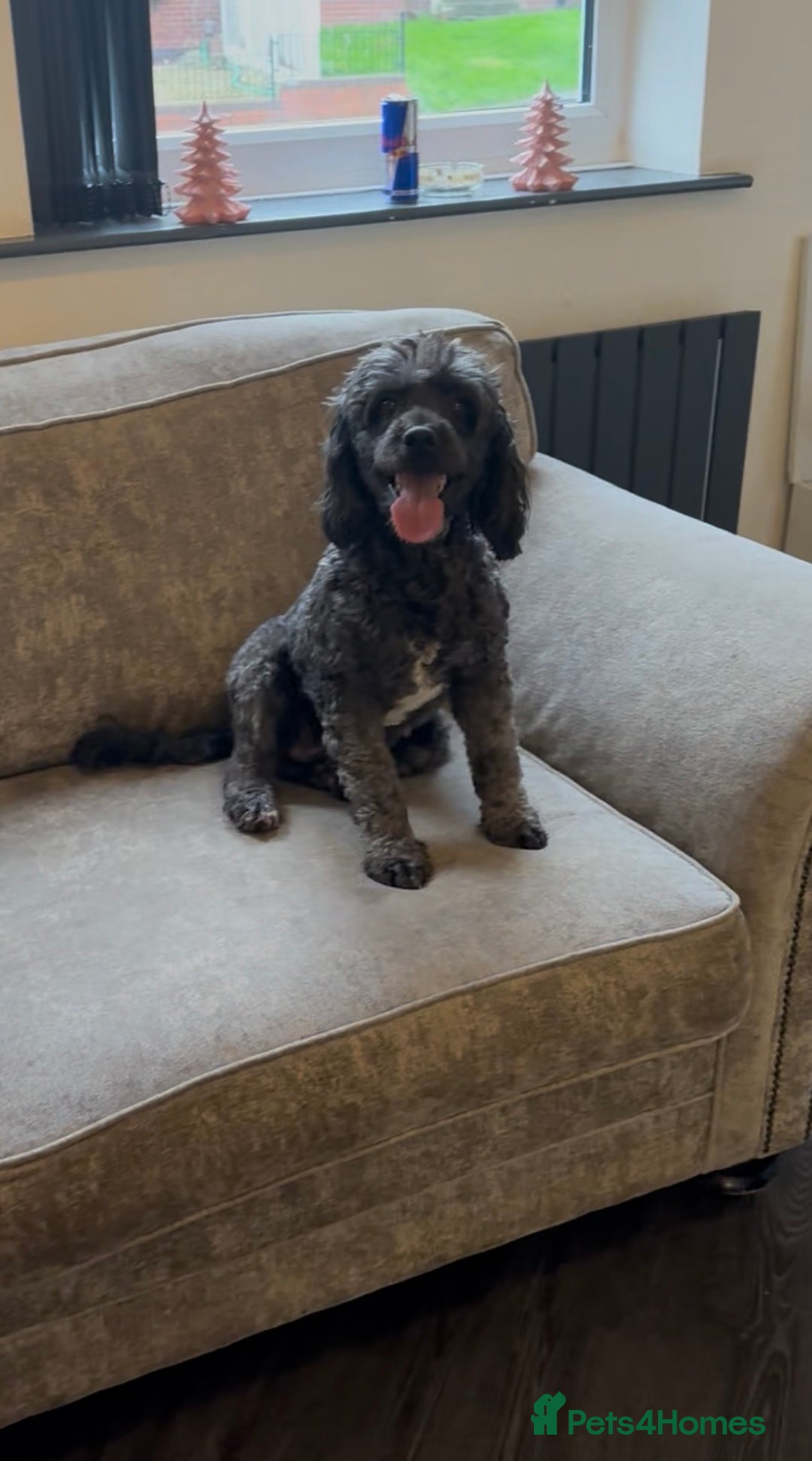 Cockapoo dogs for sale: Outstanding Cockapoos’s  - Advert 3