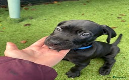 Mixed Breed dogs for sale: Cane corso/Great Dane puppies for sale ✨✨ - Image 6