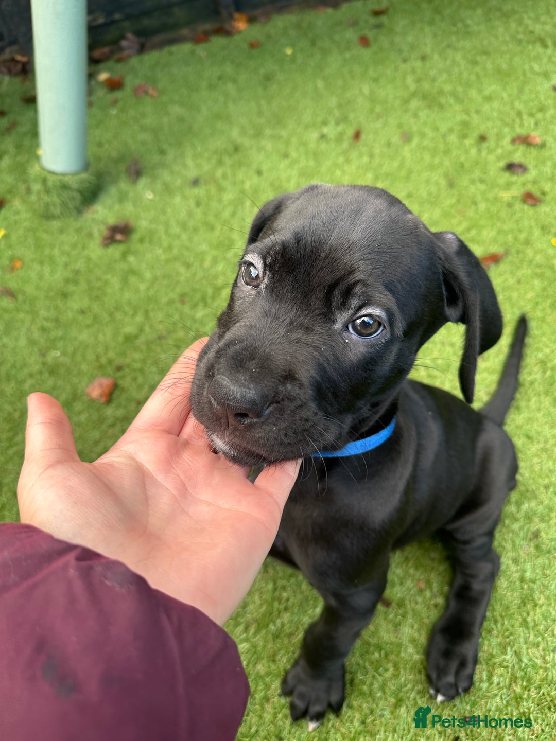 Mixed Breed dogs for sale: Cane corso/Great Dane puppies for sale ✨✨ - Image 6