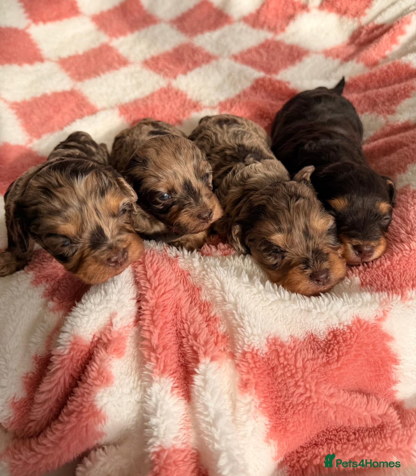 Cavapoo dogs ⭐️ Rare Chocolate & Tan Merle F1 Cavapoos⭐️ - Advert 2