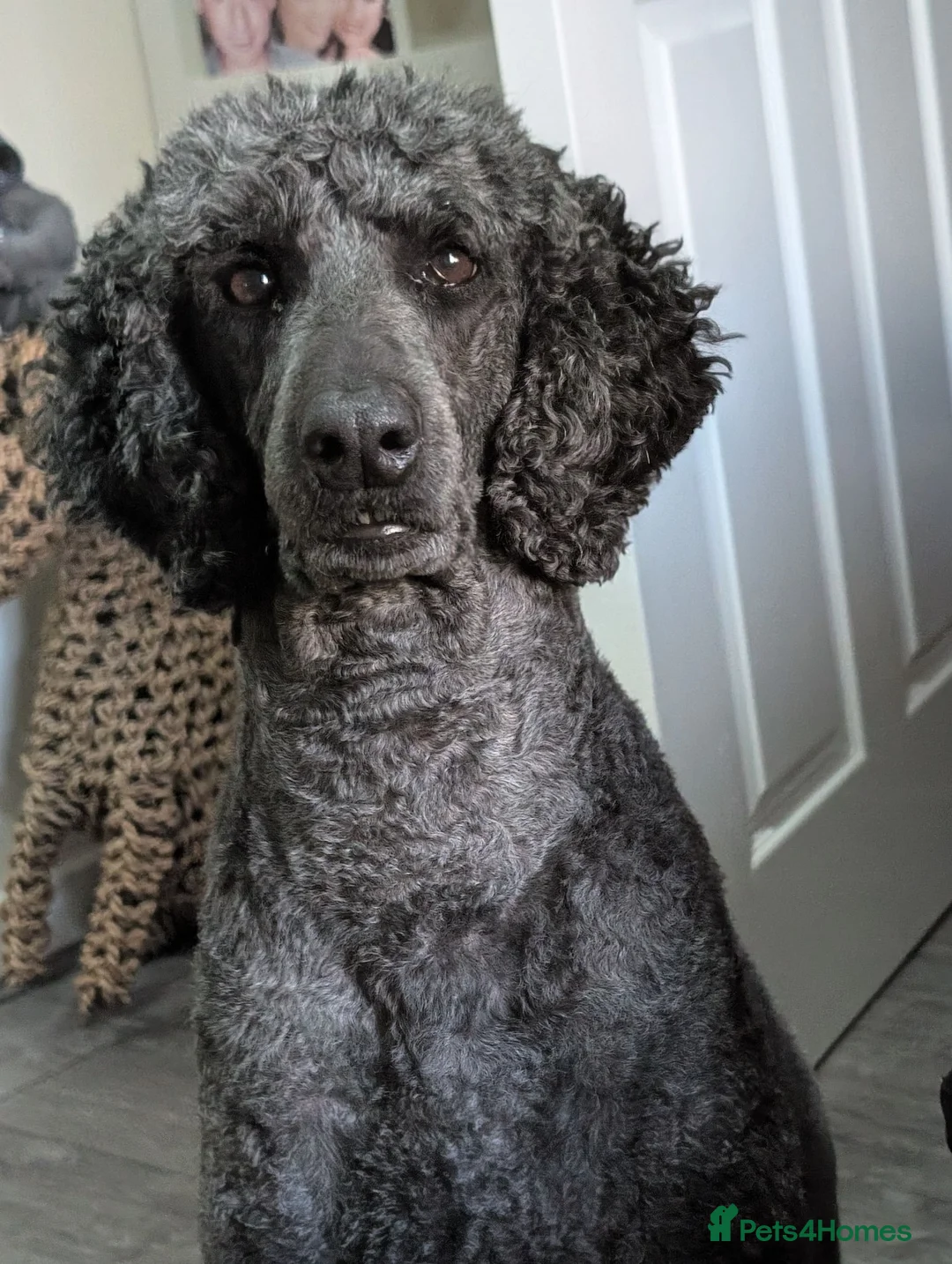 Standard Poodle dogs for sale: Adult female standard poodle  in Chesterfield - Advert 1
