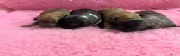 Mixed Breed dogs for sale: F1 Cairndoodle Puppies  - Advert 9